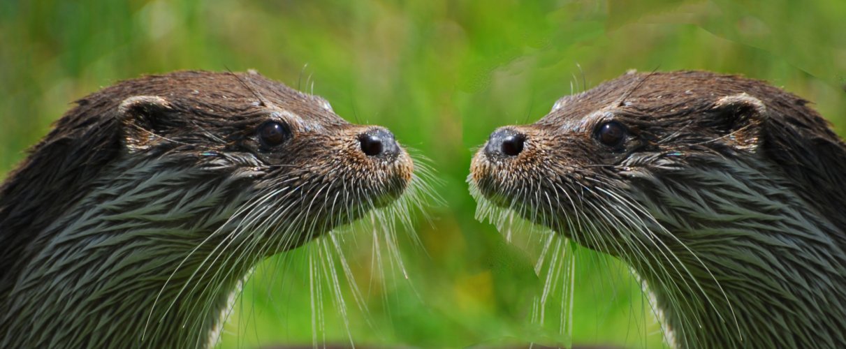 one otter head or two?