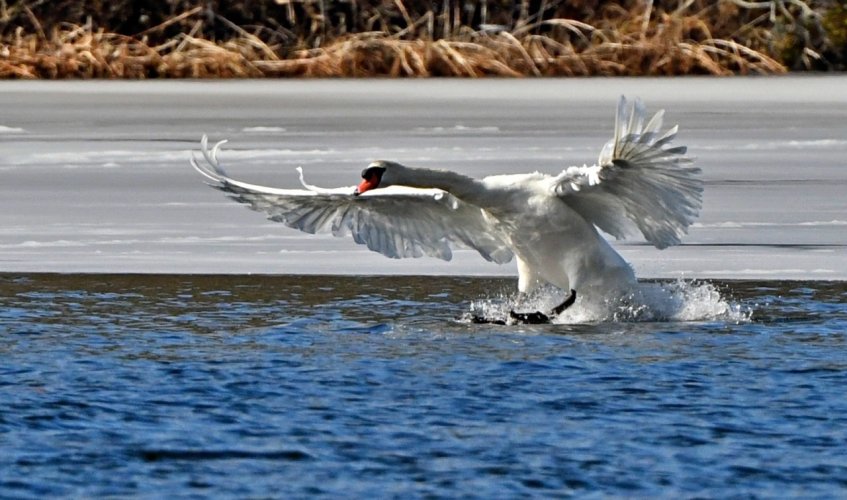 A landing swan.