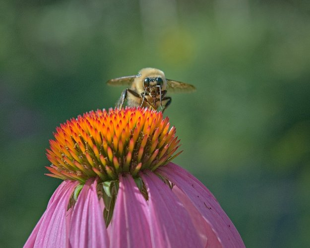Cooperative Bee