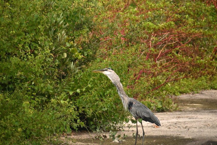 Great Blue Heron and Lunch, Magnolia Plantation, SC