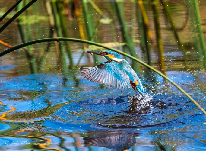 Kingfisher UK