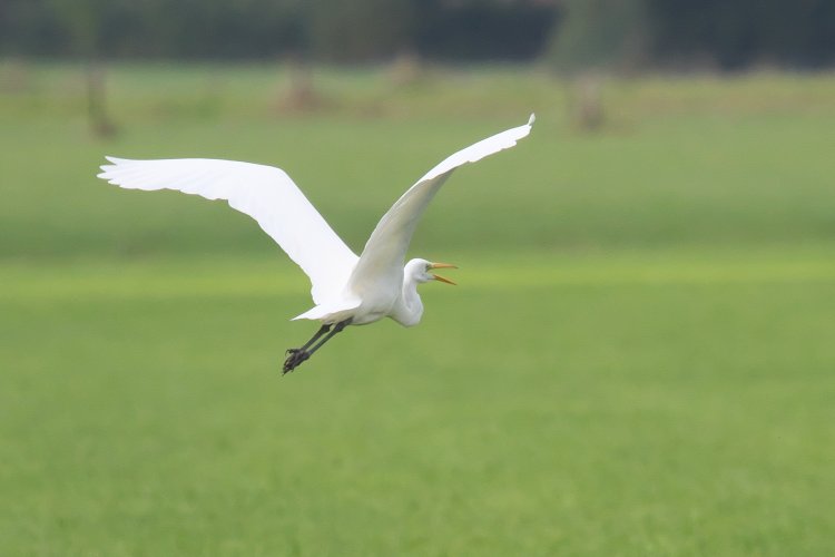 White egret