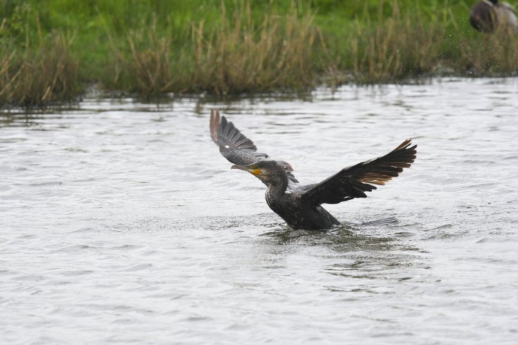 cormorant take off