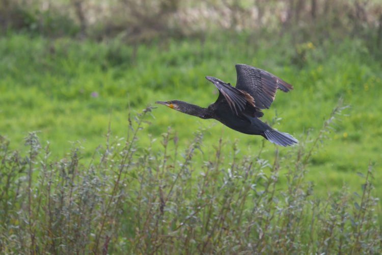 cormorant take off