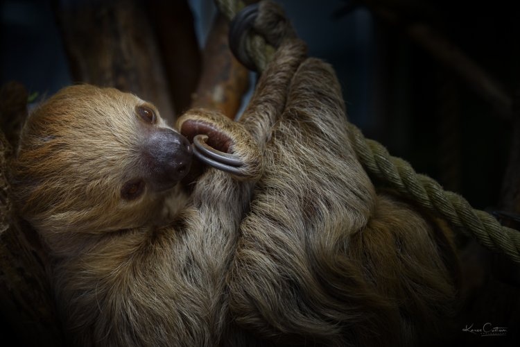 Two Toed Sloth (Captive)