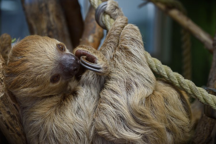 Two Toed Sloth (Captive)