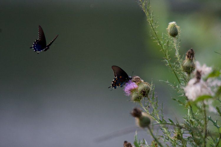 Butterflies on Thistle