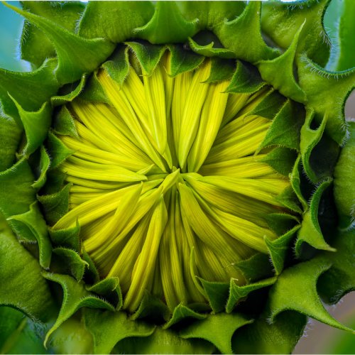 Sunflower bud