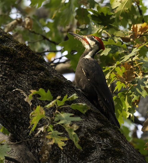 Male Pileated
