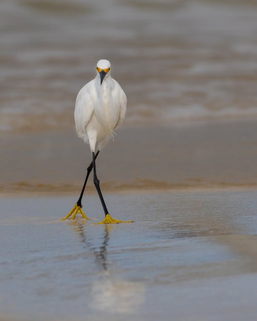 "Walk This Way"  Snowy Egret