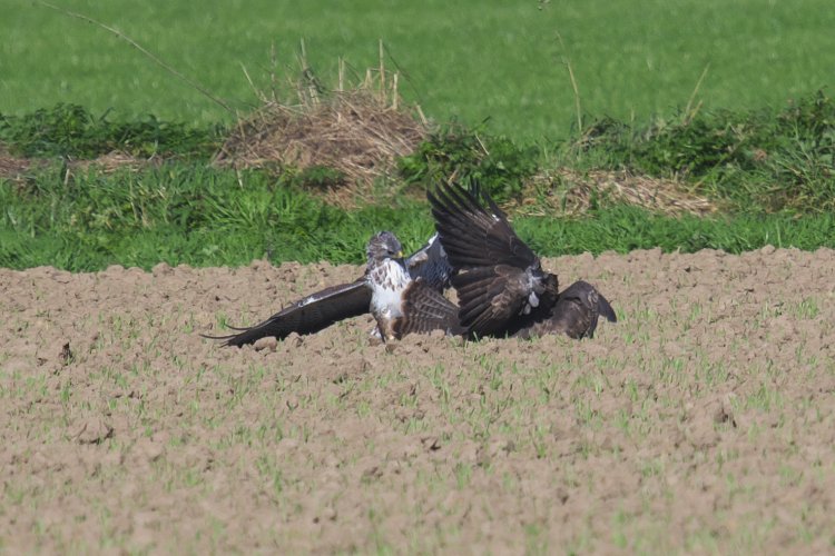 Was out in the field and saw suddenly 2 buzzards in a fight but it was to far away but gave it a try and had to crop the images a lot.