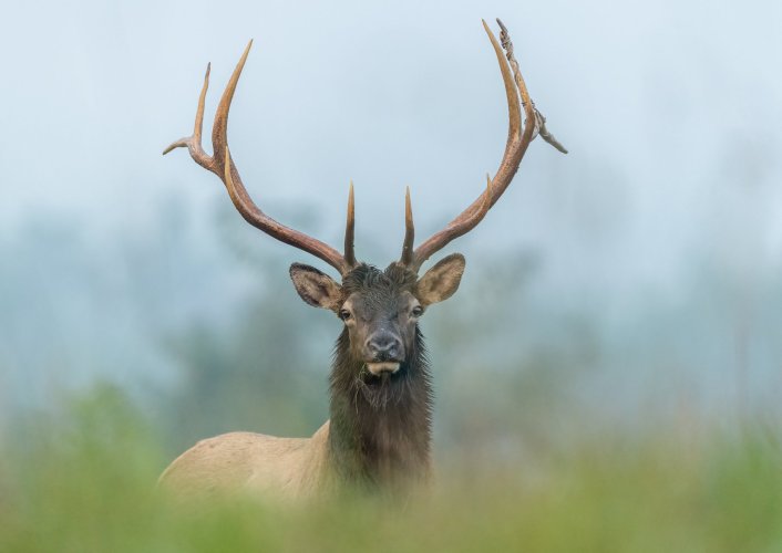 Pa Elk rut