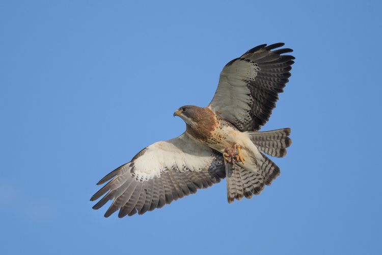 Birds in Flight -- Share your BIF Images