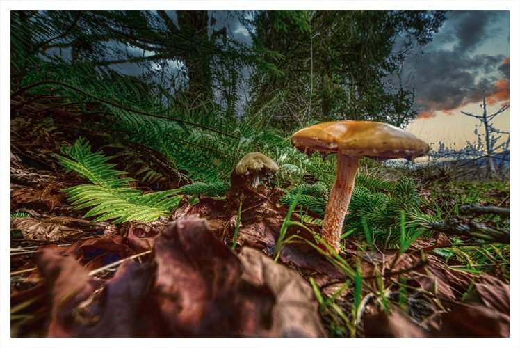 Mycophotography, landscapes in miniature.