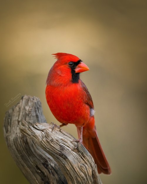 Yet another Cardinal image 😀