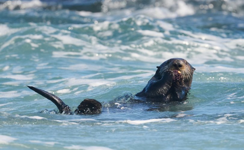 Sea Otter noshing on a Pacific Purple Sea Urchin