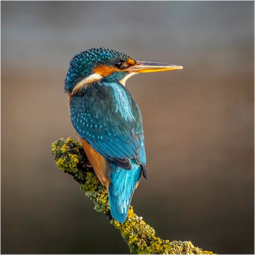 Female Kingfisher in Early Morning Light