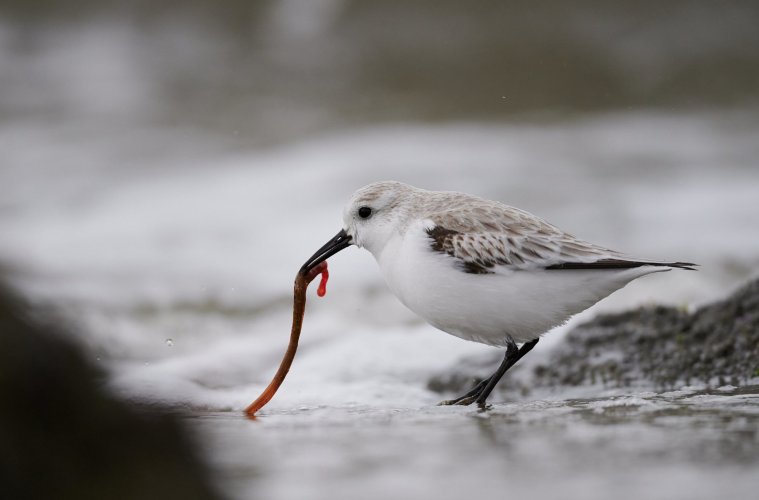 Sanderling with polychaete worm