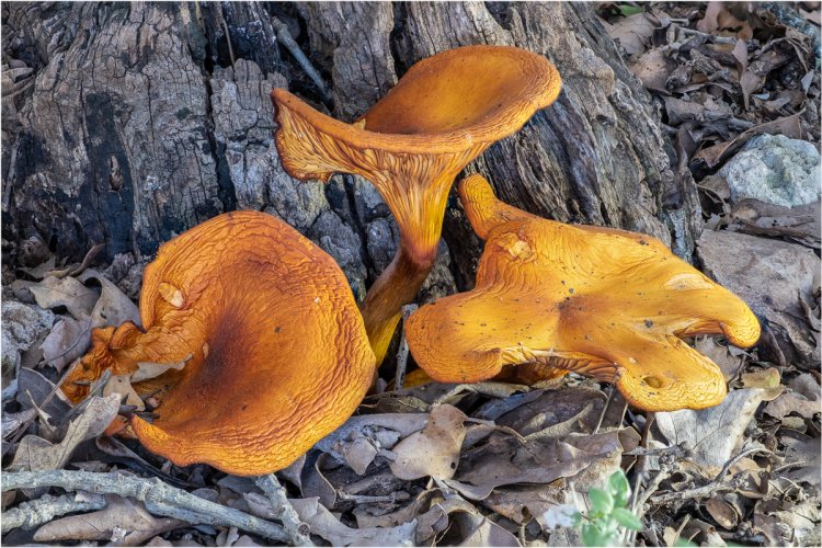 Happy Halloween - Eastern jack-o'lantern mushroom