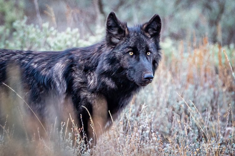 Grand Teton Wolf