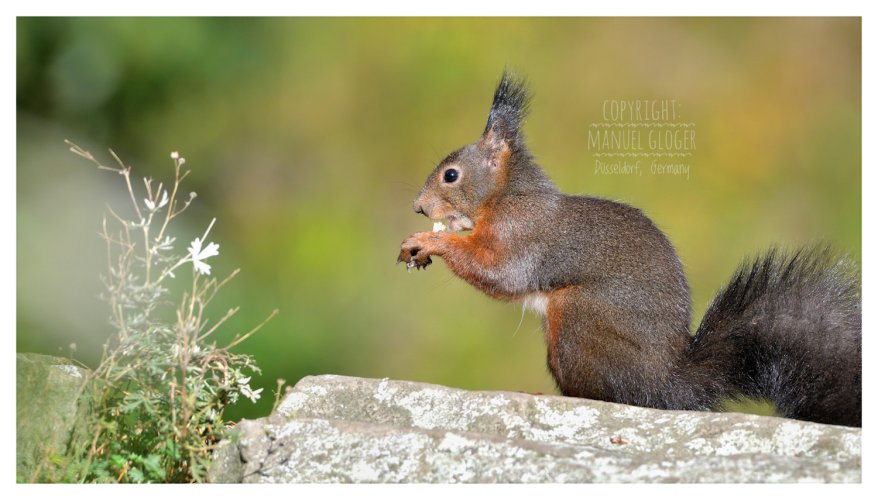 Squirrel on a warm stone