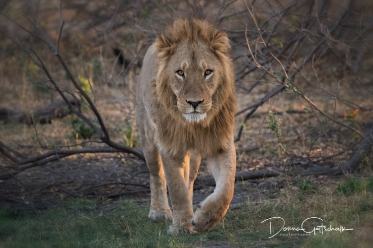 Cheetah, Lion and Cape Buffalo (Botswana Workshop)