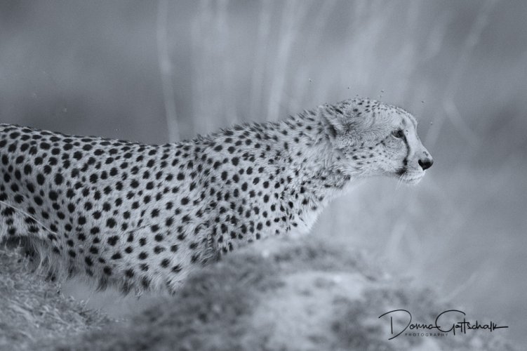 Cheetah, Lion and Cape Buffalo (Botswana Workshop)