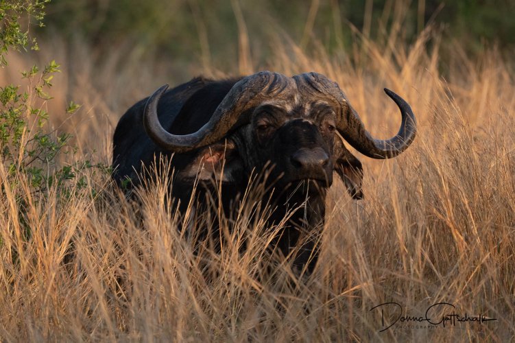 Cheetah, Lion and Cape Buffalo (Botswana Workshop)