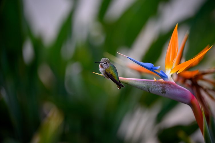 Hummingbird on a Bird of Paradise