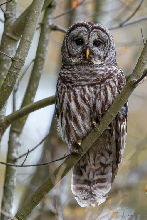 My First Barred Owl