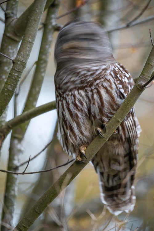 My First Barred Owl