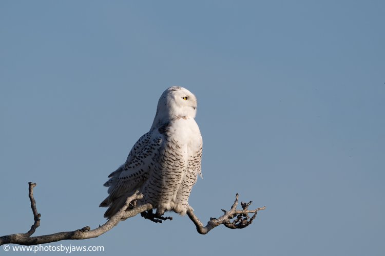 First snowy owl of the season
