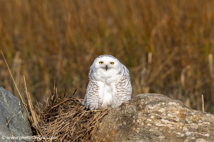 First snowy owl of the season