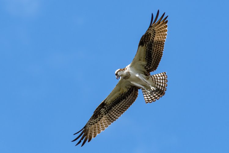 Osprey Hunting at Cullinan Park, Sugarland Tx 11/16/21