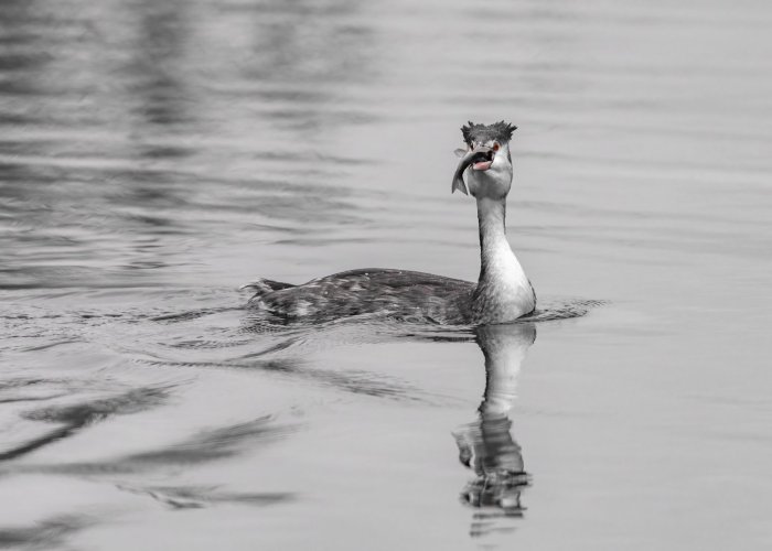 Great Crested Grebe in black and white with lipstick - Nikon D500 - Nikkor 500mm 5.6PF