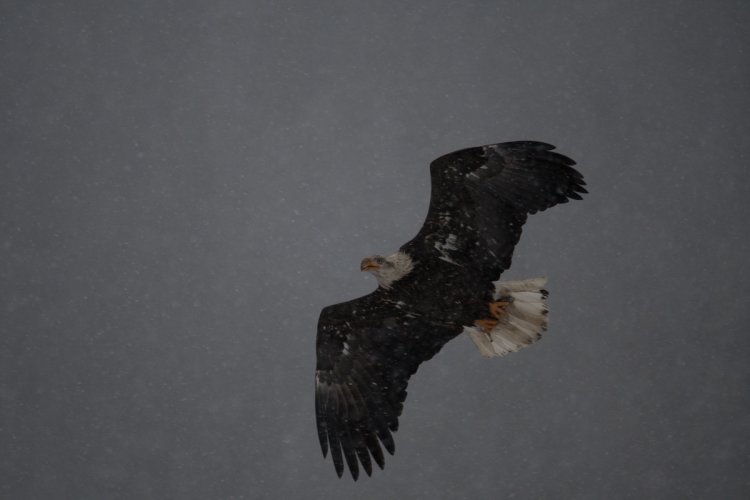 Eagles in snowstorm Farragut State Park