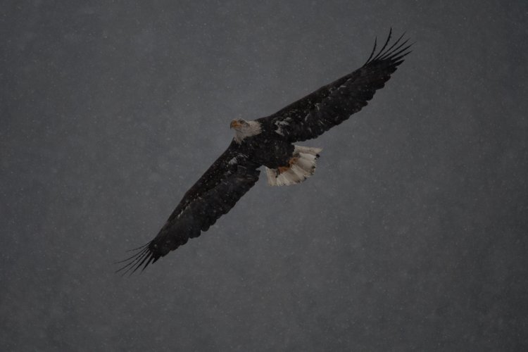 Eagles in snowstorm Farragut State Park