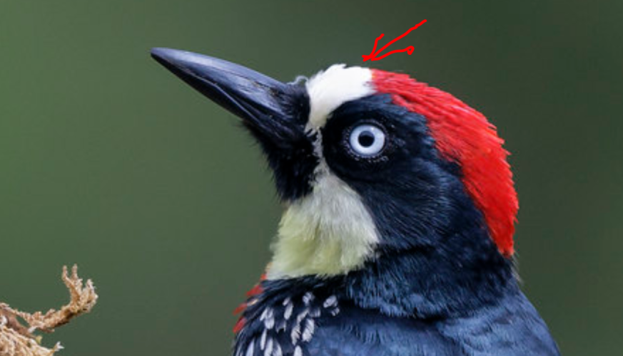 Acorn Woodpeckers