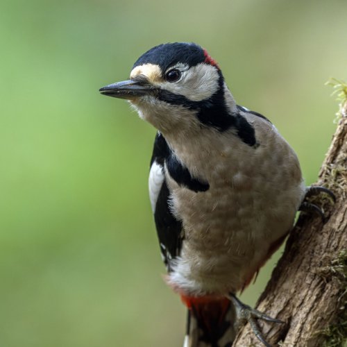 Brambling & woodpecker