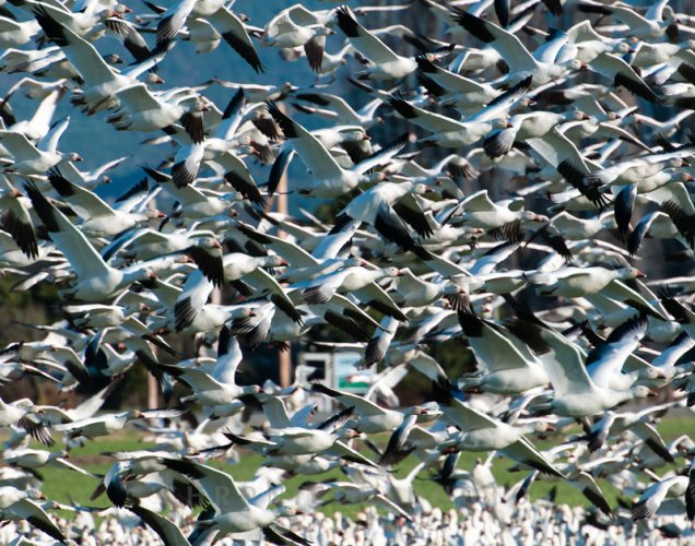 Winter is Coming, Snow Geese are Leaving