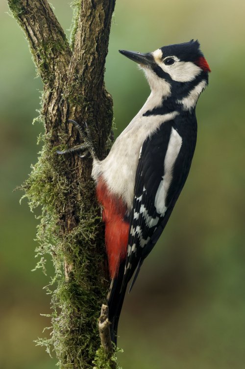 Brambling & woodpecker