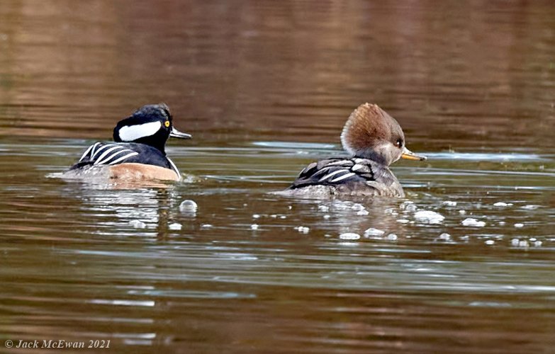 Hooded mergansers.  Extreme crop with D850 & 500 mm PF, 1/2000 sec, f/5.6, ISO 3200.