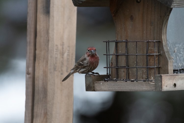 House Finch with a bit of an attitude