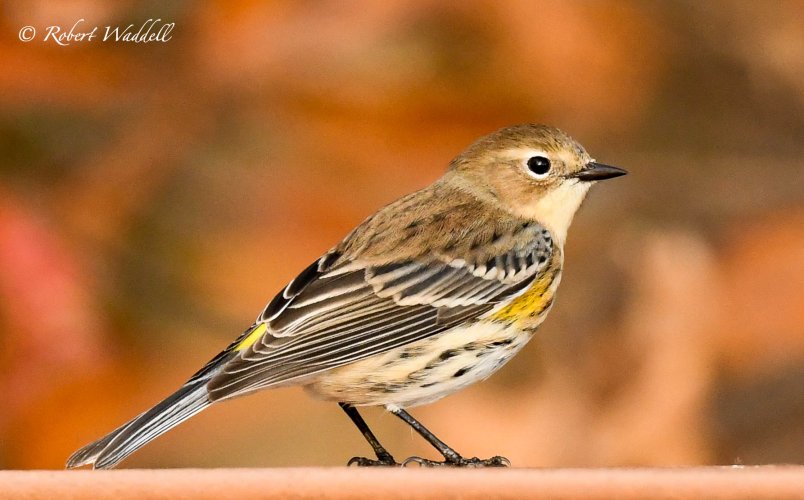A little time spent with a Myrtle Warbler