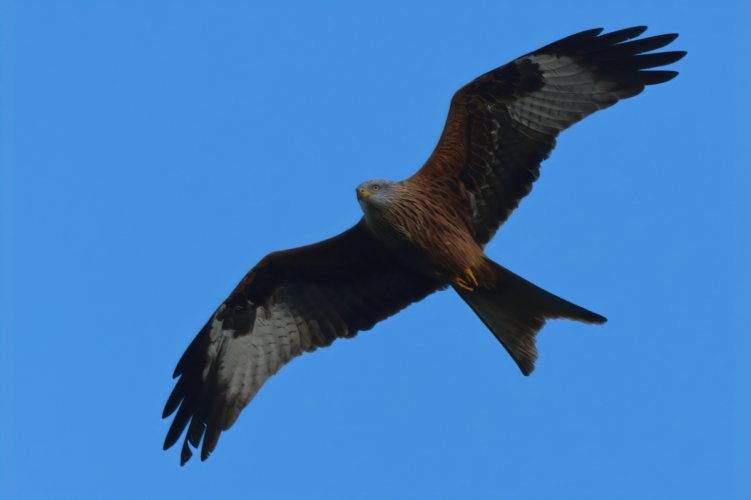 Red Kite. Southern England