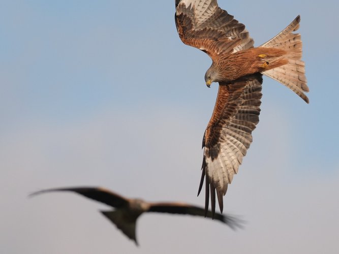 Some red kites and one black