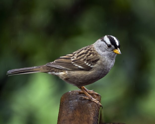 White-crowned sparrow taken with new Nikon 100-400Z