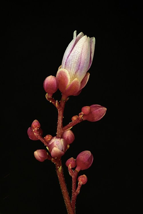 Flower of Carambola