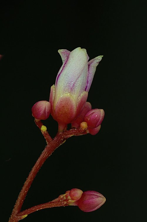 Flower of Carambola