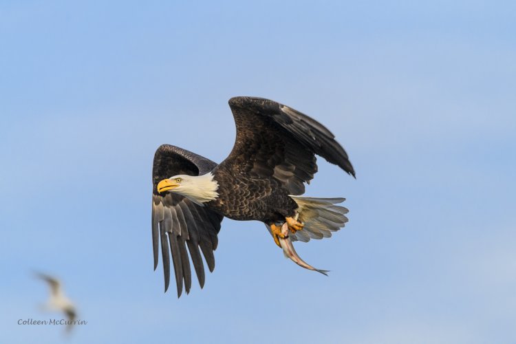 Bald Eagle with catch of the day.